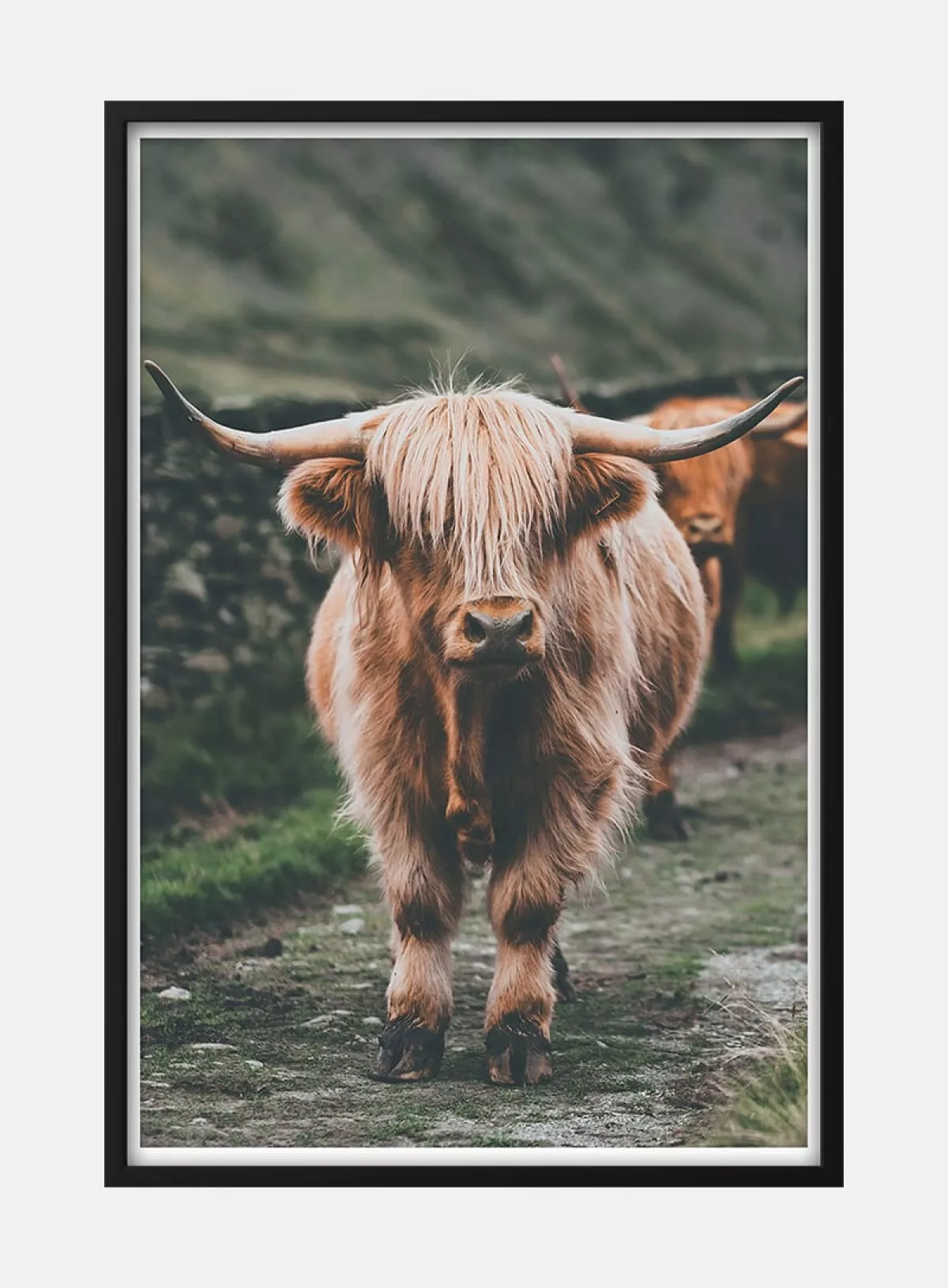 #1 - Highland Cattle on Field Naturplakat