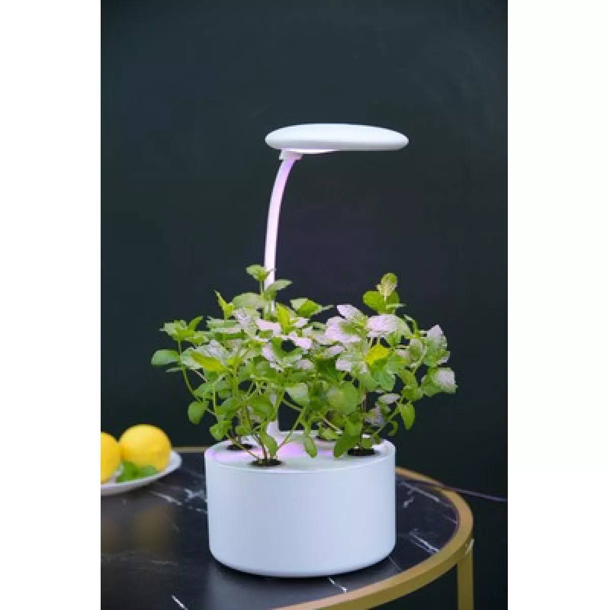 #3 - LEDlife hydroponisk mini køkkenhave - Hvid, inkl. vækstlys, 6 pladser, indbygget timer, 1,8L vandtank