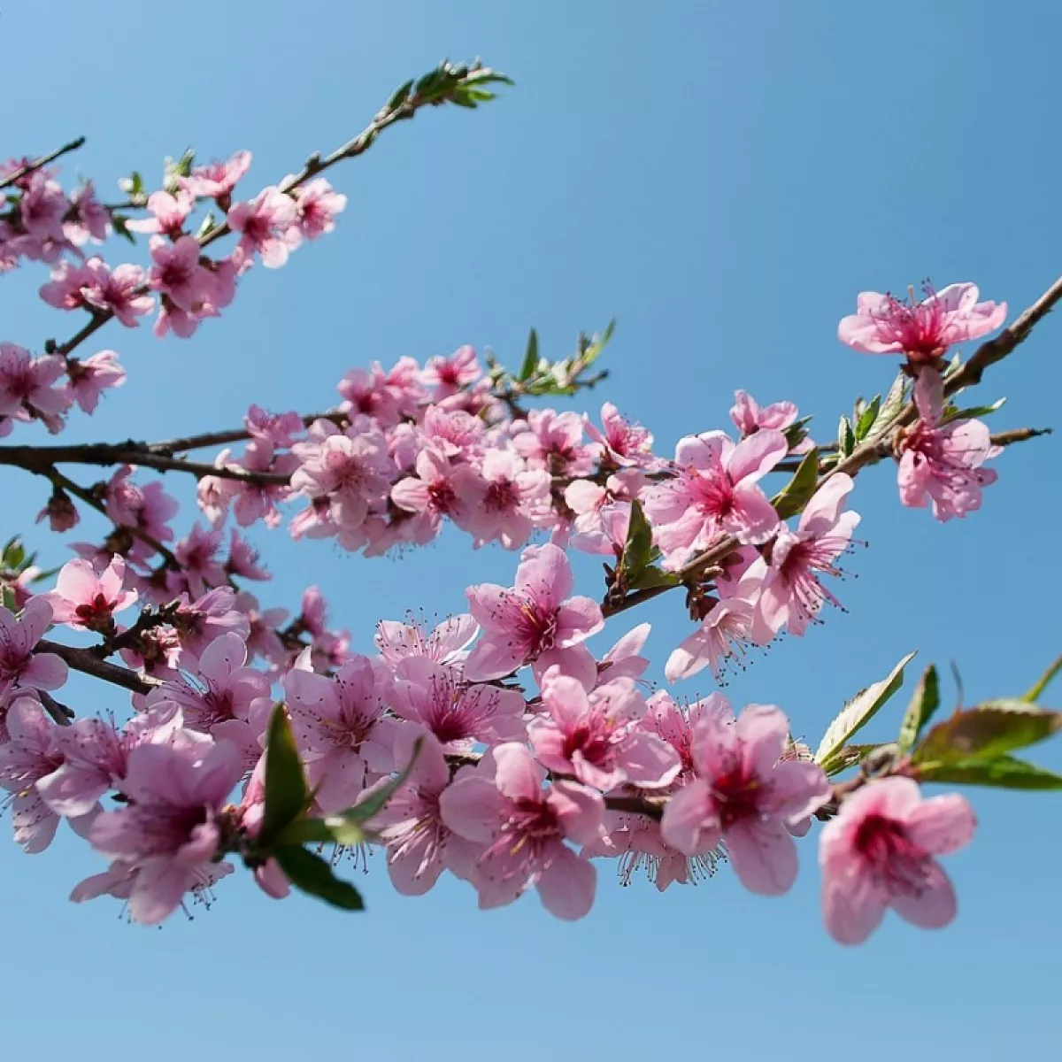 #1 - Sød Mandel - Ferskenmandel Prunus dulcis