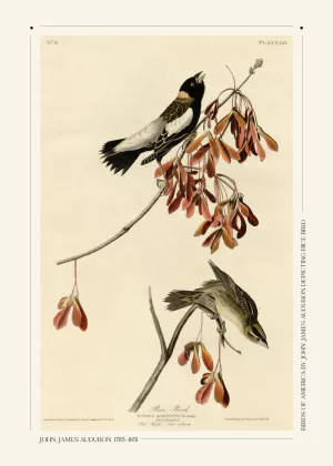 1: Rice bird - John James Audubon vintage leksikon plakat