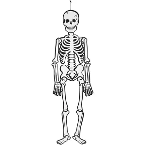 3: Skelet, H: 120 cm, 300 g, hvid, 1 stk.