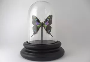 9: Ægte sommerfugl i glaskuppel. Svalehale