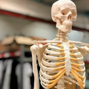 13: Mini skelet med bevægelige skulder- og hofteled