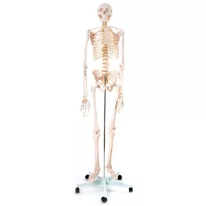 15: Skelet 170 cm. (Fuld størrelse)