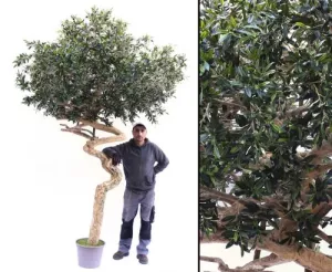 8: Oliventræ 315 cm med tyk stamme (18.000 blade)