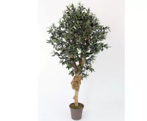 7: Oliventræ 200 cm med tyk stamme (3.456 blade)