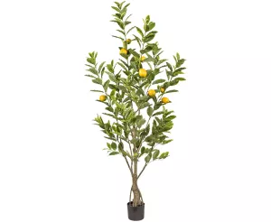 1: Citrontræ 185 cm med 291 blade og 9 frugter