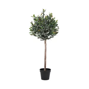 12: Oliventræ 120 cm