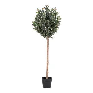 14: Oliventræ 150 cm
