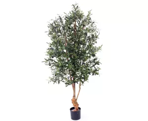 9: Oliventræ 170 cm med frugter (4.160 blade)